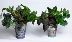 052 Veštaćke lozice   